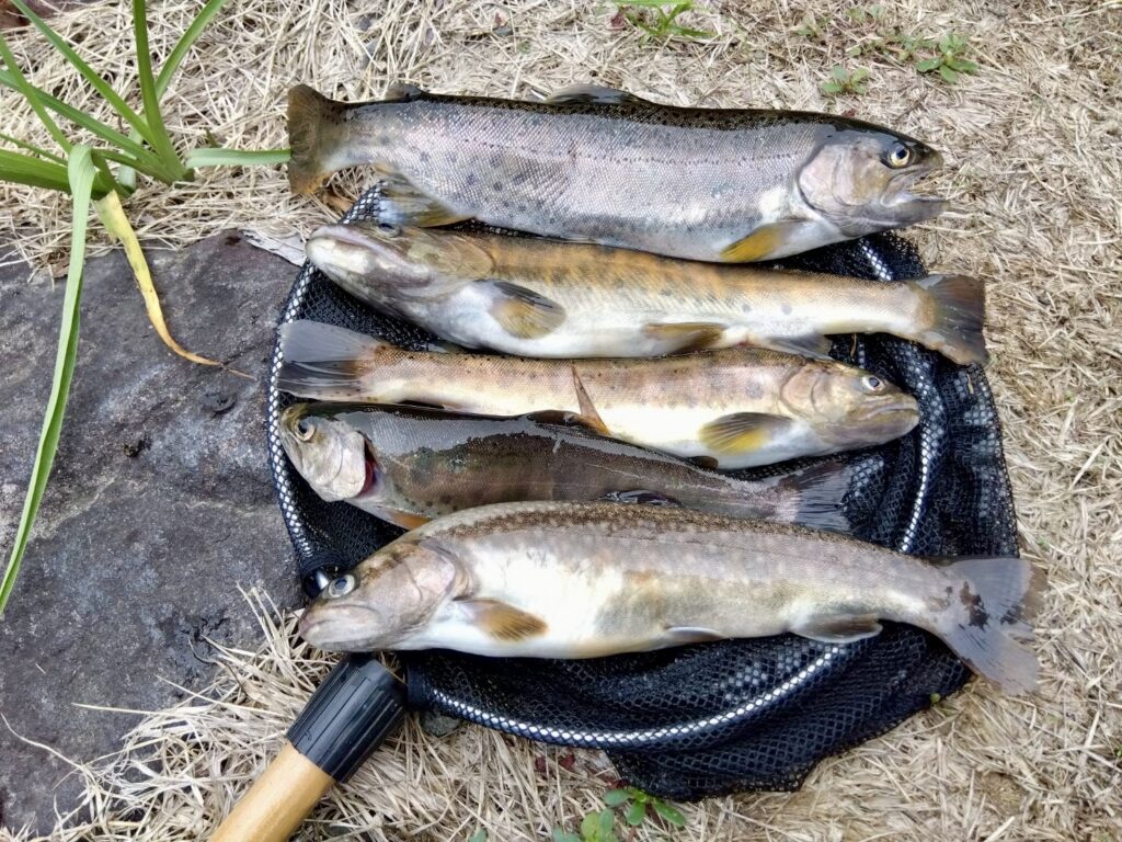 🎣９月15日（日）イワナ、ヤマメ釣果情報　（湯川）