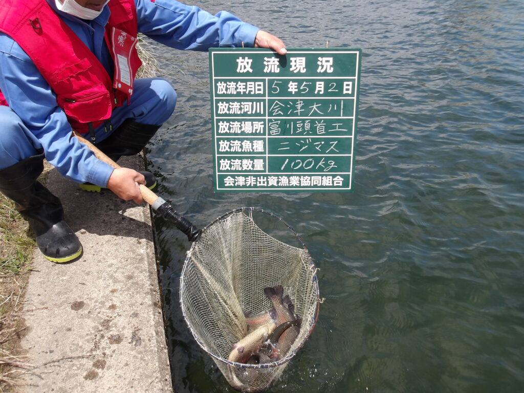 ニジマス放流してきました🐟✨