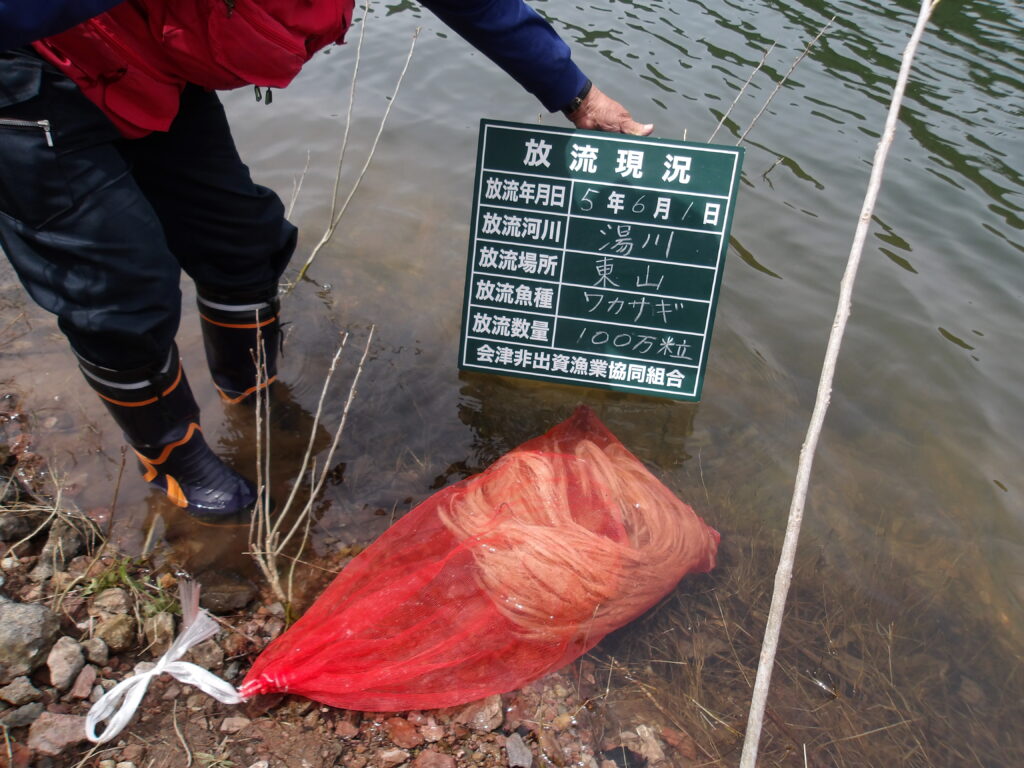 ワカサギ放流