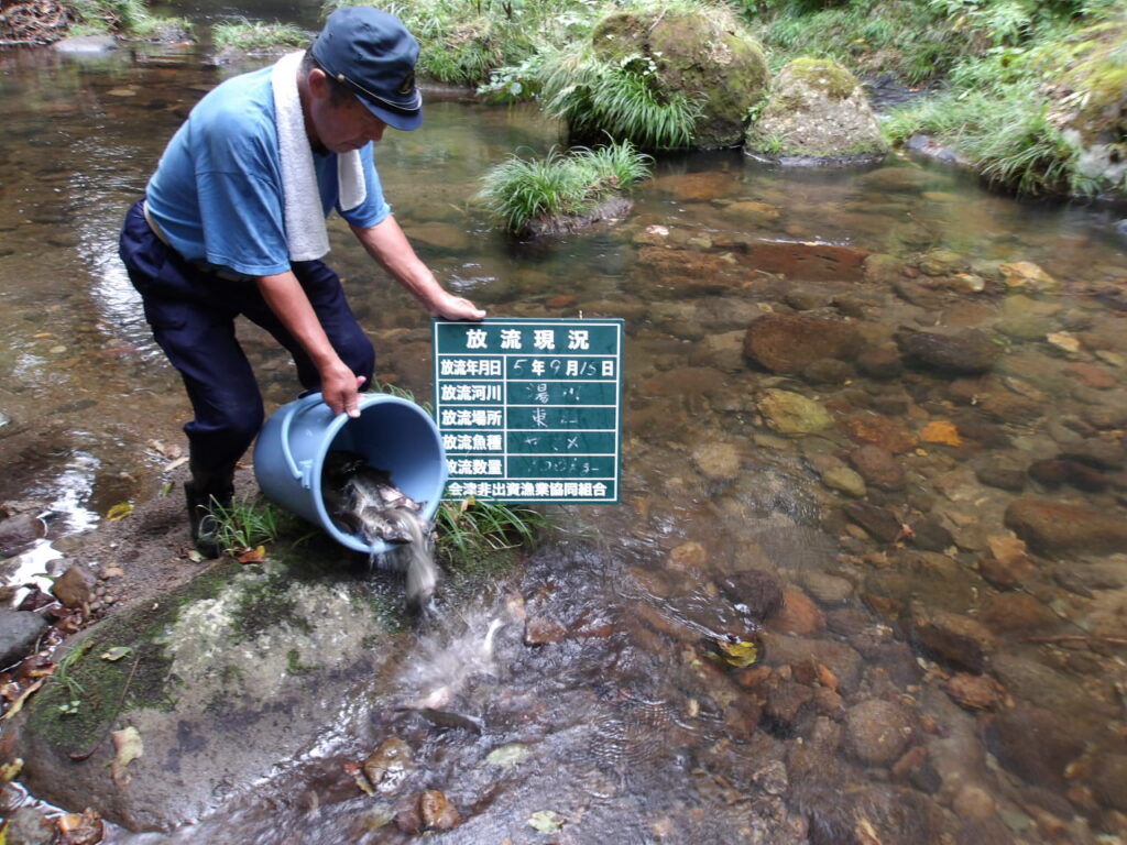 ヤマメ放流しました🐟