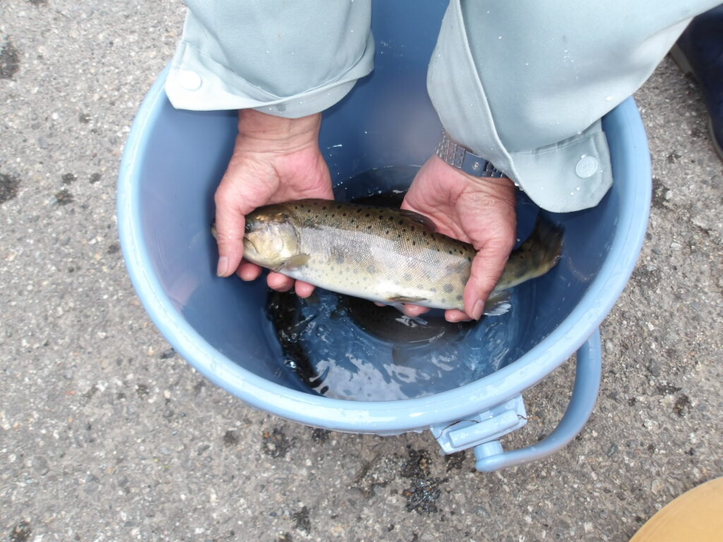 🐟スーパーヤマメ放流しました