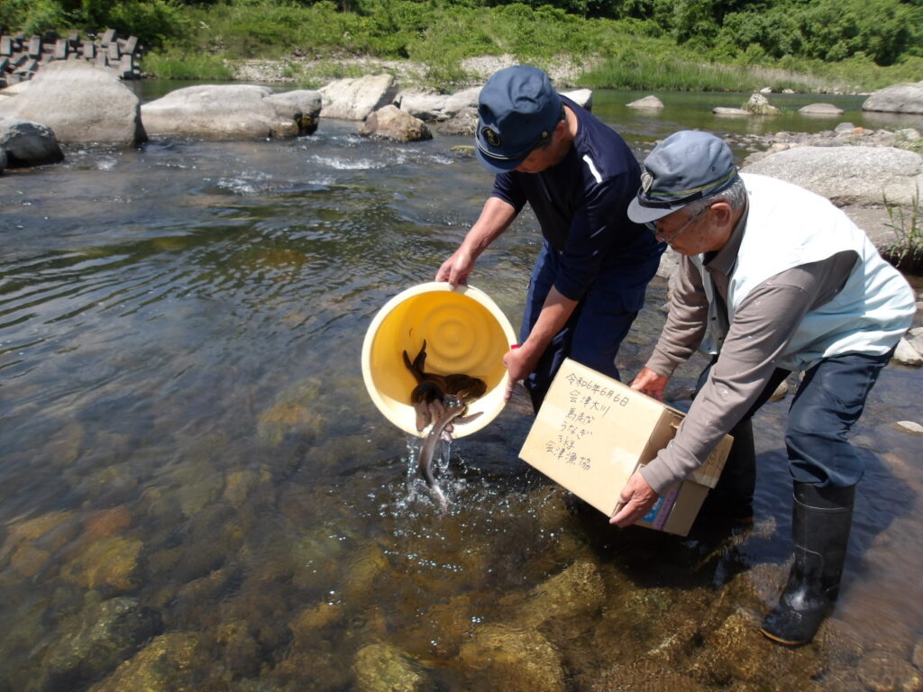 🐟うなぎ放流