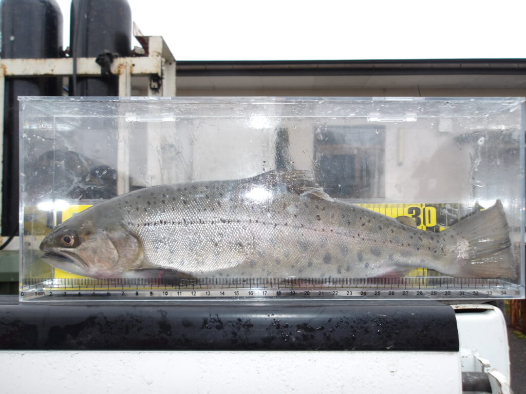 🐟スーパーヤマメ放流しました！