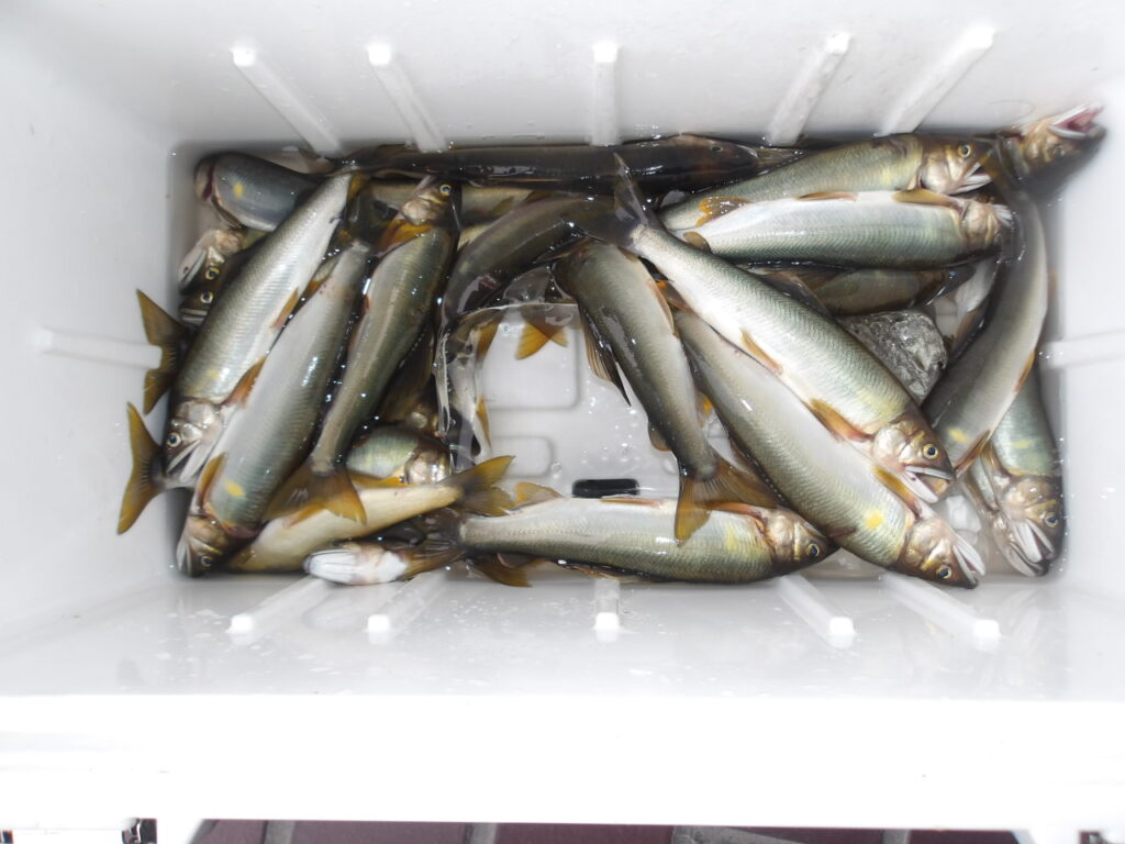 🎣７月１日（火）湯陶里釣果情報