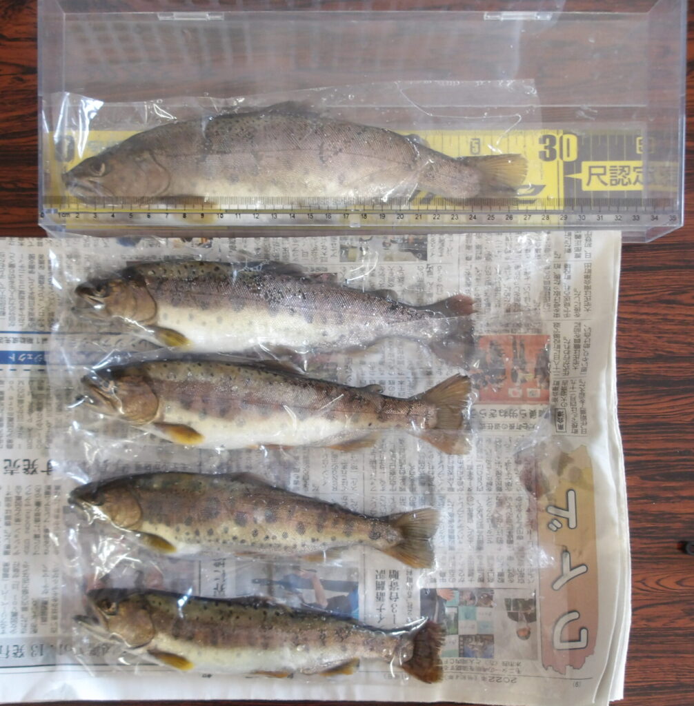 🎣７月29日（火）ヤマメ釣果情報😎