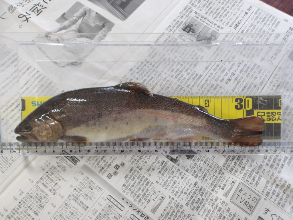 🎣８月12日（火）ヤマメ釣果情報😎