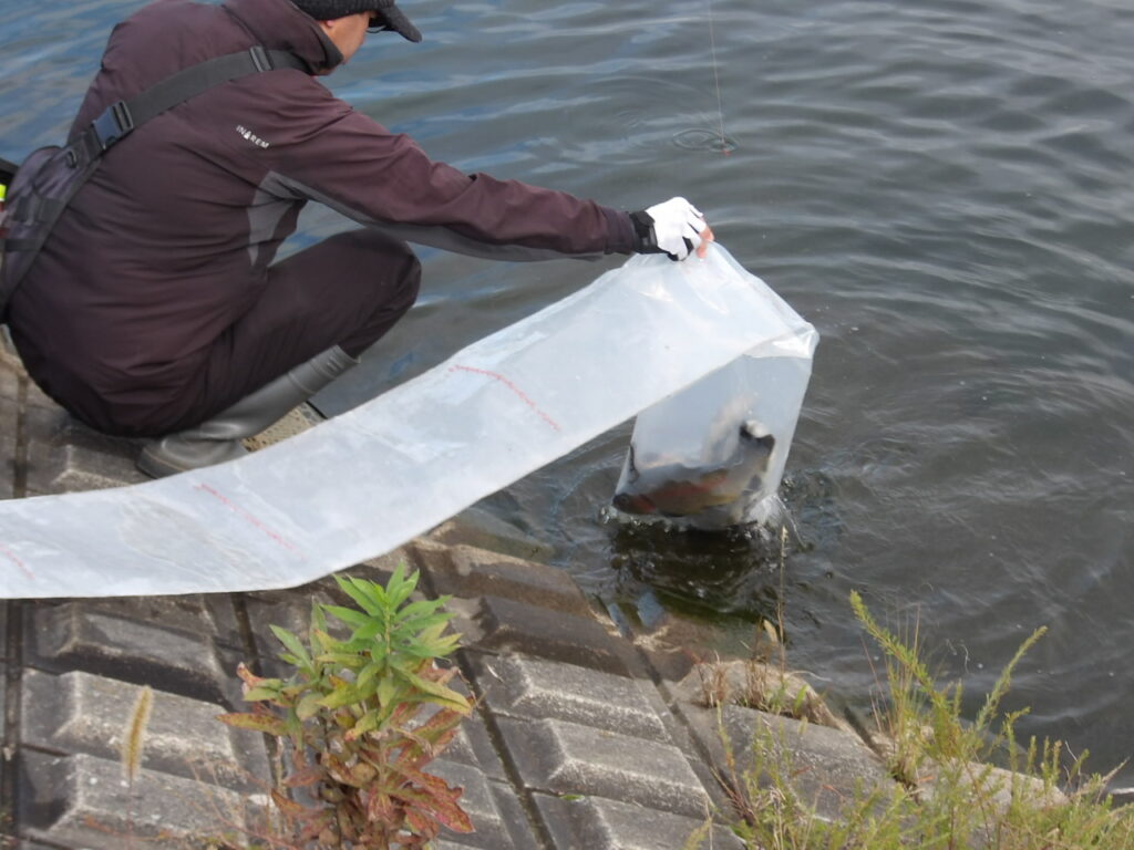 🐟10月28日（火）ニジマス放流