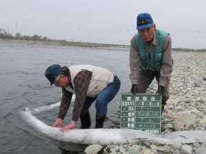 第1回目稚鮎放流しました。