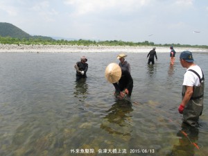 外来魚駆除（大川）実施について