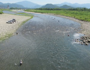 アユ情報（12日目）気温34℃の中　熱中症に注意して(*^。^*)