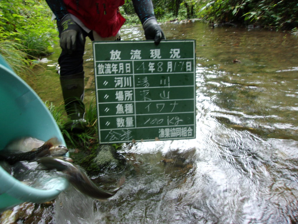 ８月１７日　イワナ放流しました(゜))<<