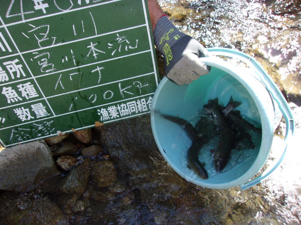 ９月１４日　イワナ放流しました(゜))<<