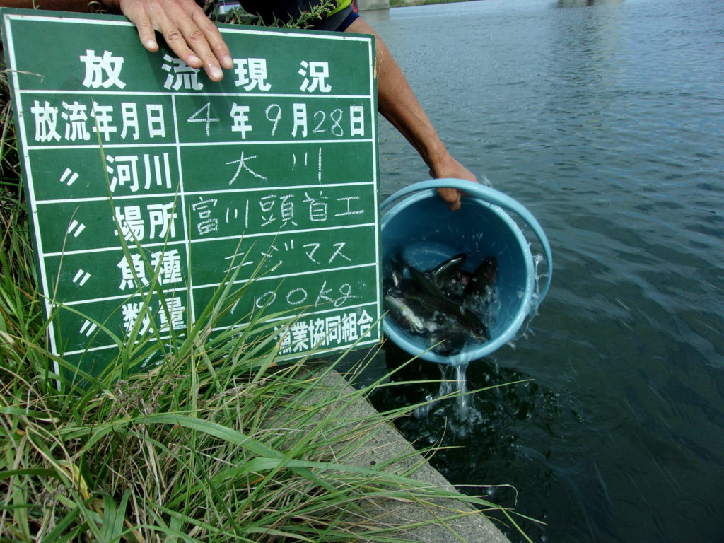 ９月２８日　ニジマス放流しました！