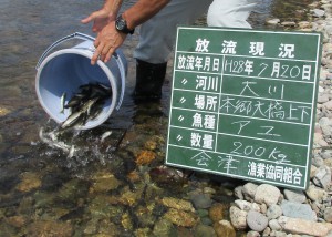 会津大川追加放流しました。(＾◇＾)