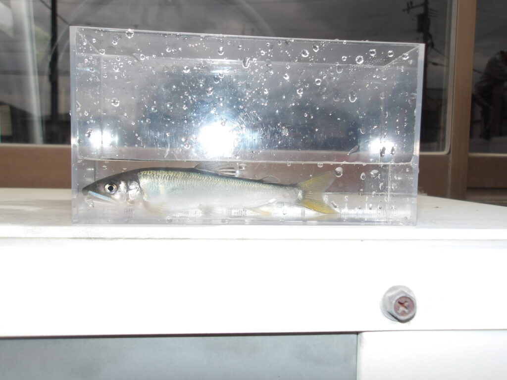 🐟第１回　稚鮎放流　５月20日