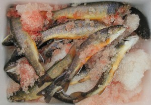 渓流解禁当日の釣果はいかがでしたか？