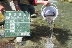 イワナも次々と放流しましたよ。(＾◇＾)もうすぐ５月の連休だ～