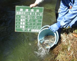 ヤマメ放流しました。(‘ω’)ノ