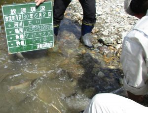 スーパーヤマメ放流しました。(‘◇’)ゞ