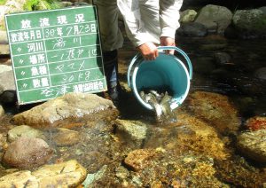 定期放流ヤマメ・イワナ実施しました。(‘◇’)ゞ