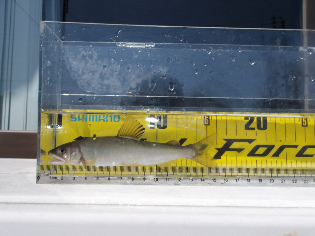 🐟第３回　稚鮎放流　６月７日