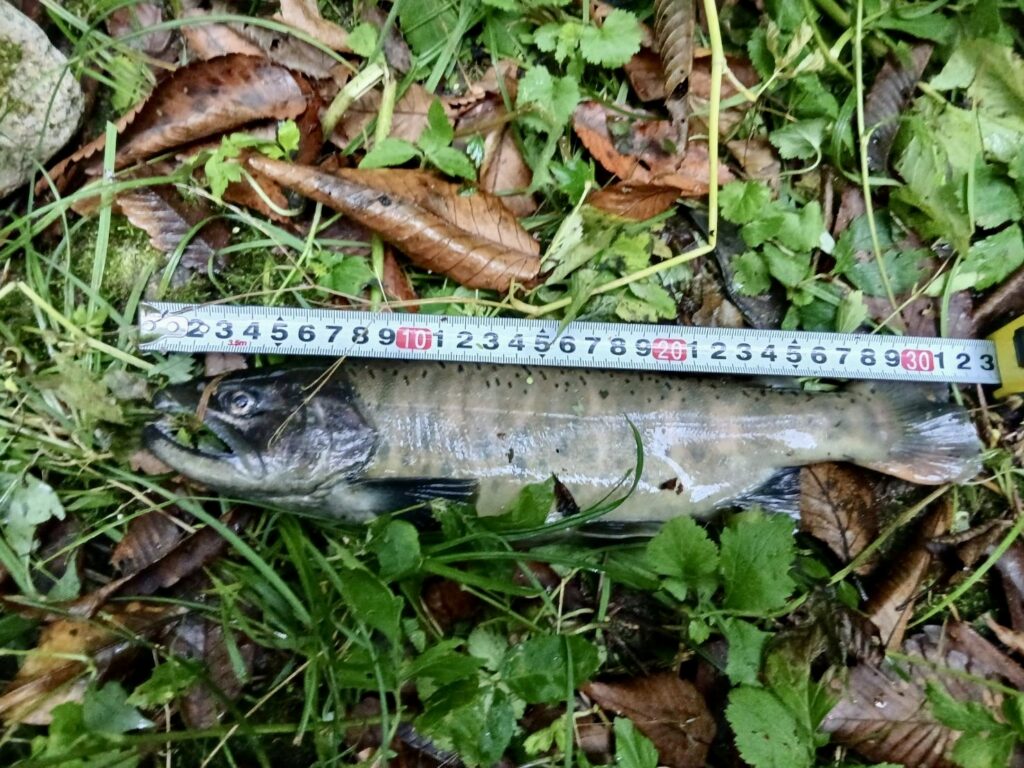 🎣９月28日（日）ヤマメ釣果情報（湯川）