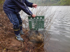 ワカサギ稚魚東山ダムへ放流(‘◇’)ゞ