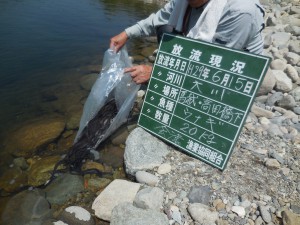 ウナギ放流しました。(*’▽’)