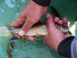 組合長のちょこっと試し釣り(‘◇’)ゞ