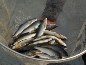 大川支流　宮川もすこしちっこいけどイイ感じ(*^^)v