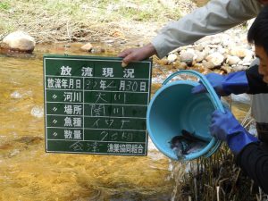 ヤマメ・イワナ放流しました。(^^)/