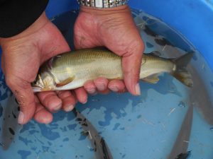 渇水状態の大川　　でもでも‥‥(‘◇’)ゞ