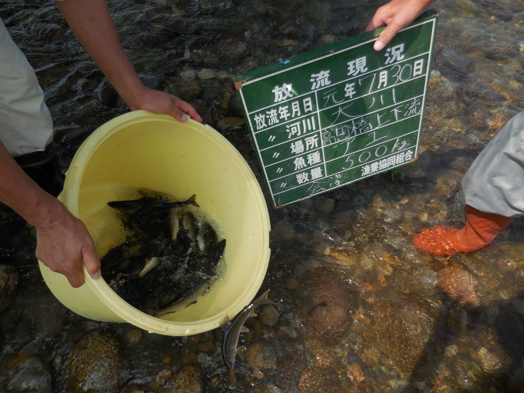 アユ　最終放流(*_*)　お知らせ☆