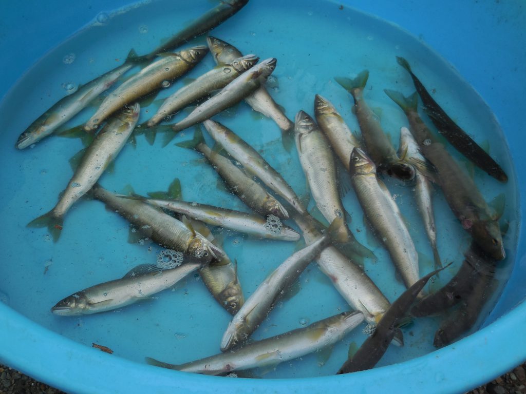 アユ　釣果情報