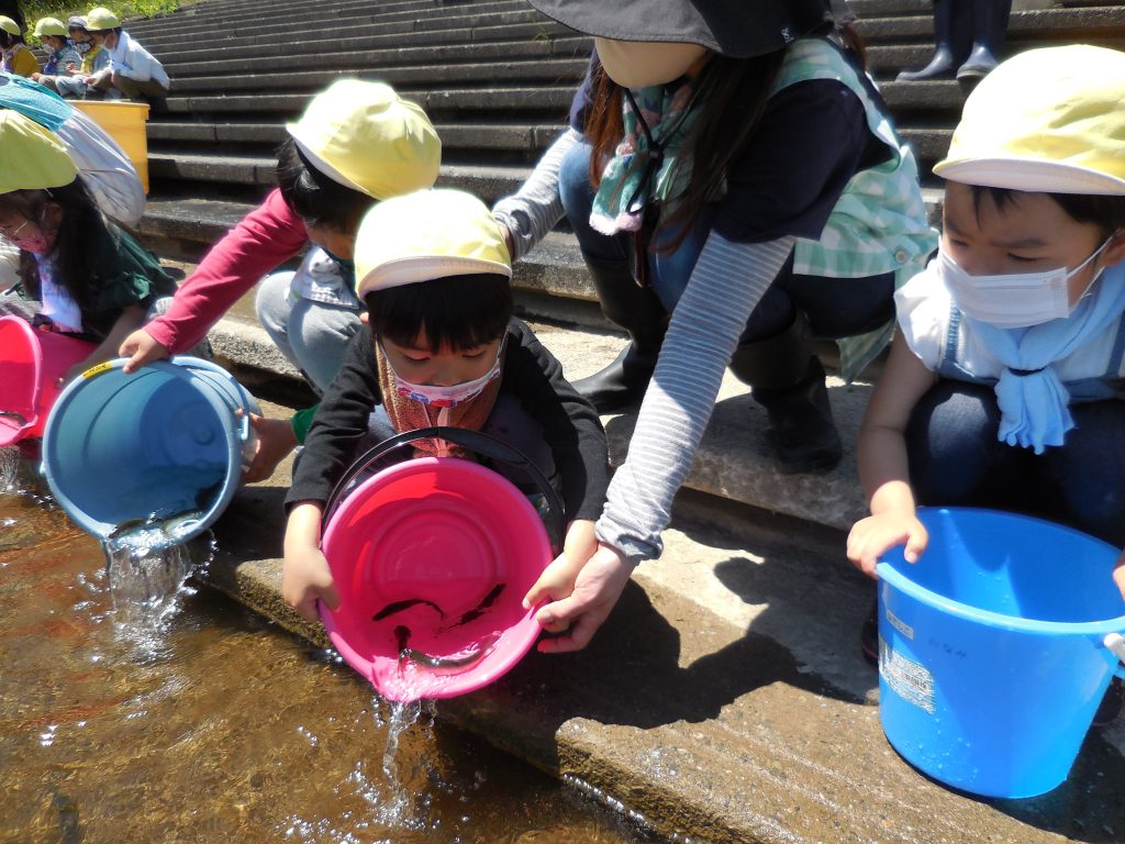 みなみ若葉幼稚園　稚鮎の放流