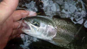 もうすこし魚の反応があると楽しいですねぃ(^O^）