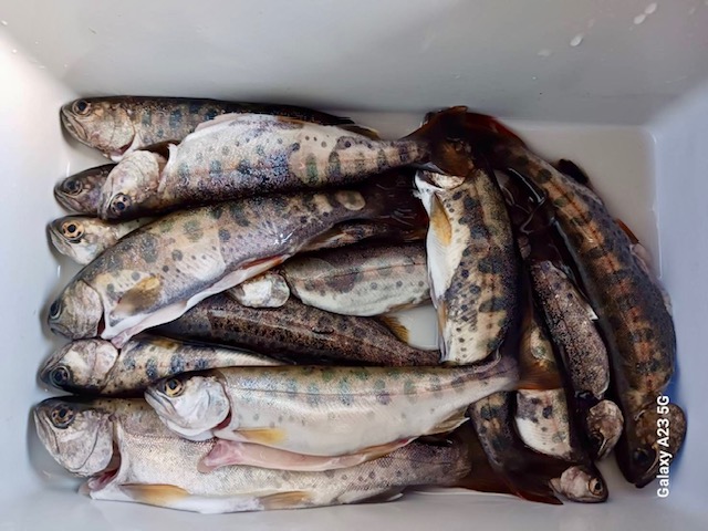 🎣釣果情報🐟✨４月４日（金）