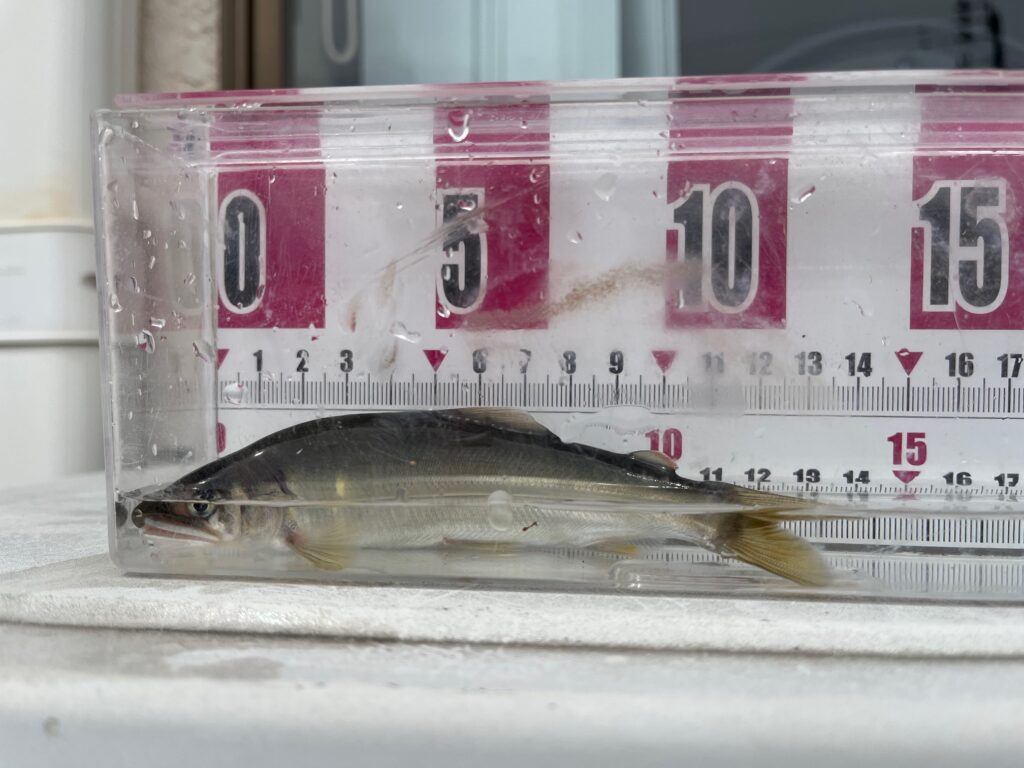 🐟第２回　稚鮎放流　５月26日