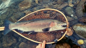 短時間で綺麗なのが釣れてうれしいって言われてウレシイデス。(＾◇＾)