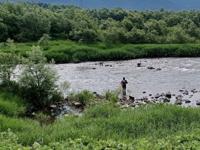 🎣７月１日（火）　鮎解禁しました！