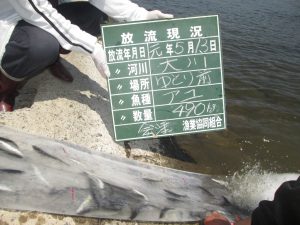 第６回　アユ放流　お知らせ(*^^)v