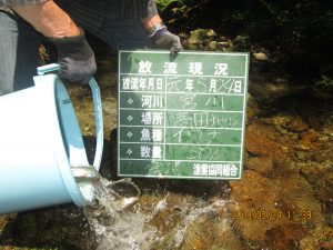 イワナ・ヤマメ　放流お知らせ(^O^)