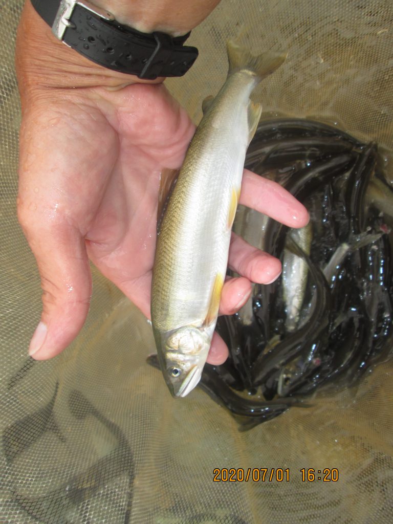 釣果情報