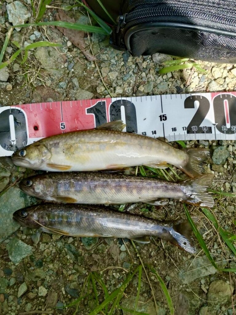 🎣８月15日（金）　イワナ釣果情報
