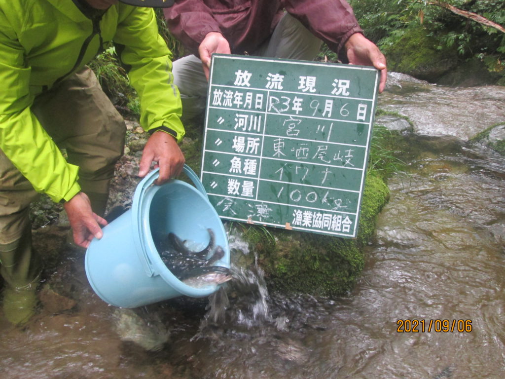 (゜))<<　9/6㈪　イワナ放流