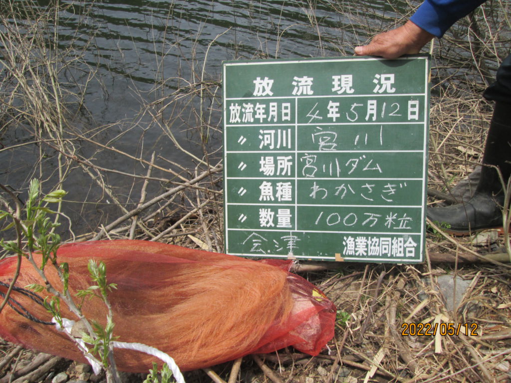 わかさぎ放流しました！