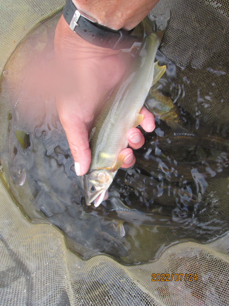 アユ　釣果！！