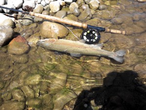 14年度の釣行に、釣れている一部です。