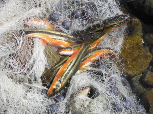 伝統漁法　マセ漁について