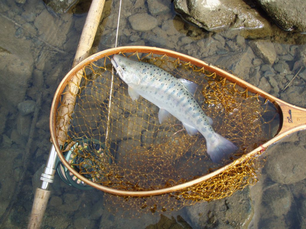 釣れましたー！！！